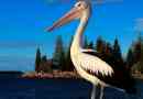 Pelicans