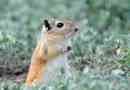 Gerbil