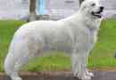 Pyrenean mountain dog
