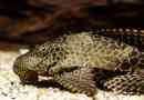 Plekostus