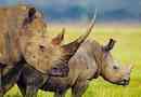 Miért hívják a rhino-t?