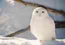 Polar owl (fehér)