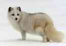 Polar lescent (polar fox)