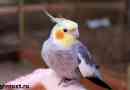 Parrot corella madár. A parrot corella leírása, jellemzői, gondozása és ára