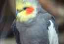 Parrot koroela. Minden corellah: fotó, tartalom