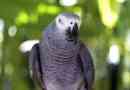 Parrot jaco