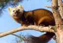 Tűzoltók kemerovoból eltávolították a sable tree-t