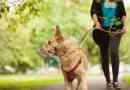 A gyalogos kutyák nyilvános helyen történő szabályai - ami megváltozott?