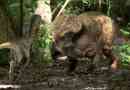 Protoceratops