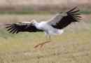 Bird stork: fotó, leírás, nézetek