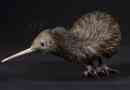 Kiwi madár