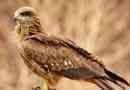 Bird korshun