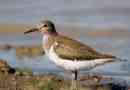 Bird kulik