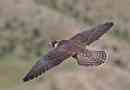 Bird sokol