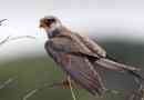 Sokolina (falcons) madarak