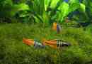 Rainbow - aquarium hal, fényes színű