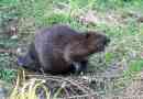 River beaver