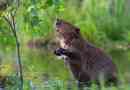River beaver
