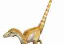 Ritka dinoszauruszok. Sinozauropterx