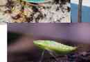 Rosal cycard vagy ghost rovar