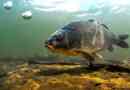 Hal karp