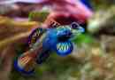 Hal mandarin: rainbow beauty