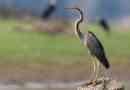 Redhead heron, ő császári, ő egy lila heron