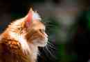 Piros maine coon - színező fajták