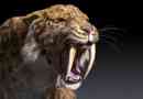 Saber-fogazott tigris