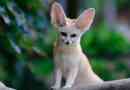 Fox penken