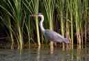 Szürke heron