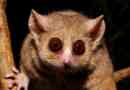 Szürke egér lemur, ő millerian lemur