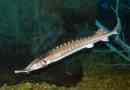 Stellate sturgeon