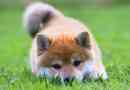 Shiba-inu kutya. A shiba-inu leírása, jellemzői, árai, gondozása és tartalma