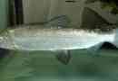 Sig: photo fish család lazac