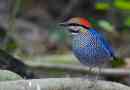 Sinekhvosta pitt - singing bird sokszínű tollazattal