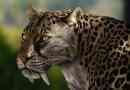 Smilodon