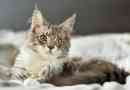 Maine coon karbantartás otthon