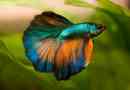 Tartalom fish-cockerel