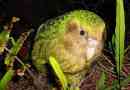 Sovic parrot (cacapo)
