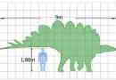 Stegosaur
