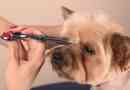Haircut york egy kiskutya otthon