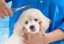 Haircute poodle - top 8 legnépszerűbb