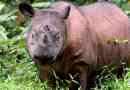 Sumatran rhino