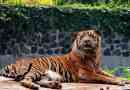 Sumatran tiger - csíkos endémiás sziget sumatra