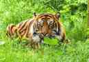 Sumatran tigris