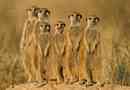 Meerkaty