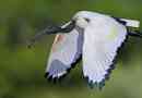 Szent ibis