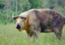 Takin
