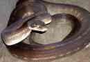 Timbar python - fa kígyó